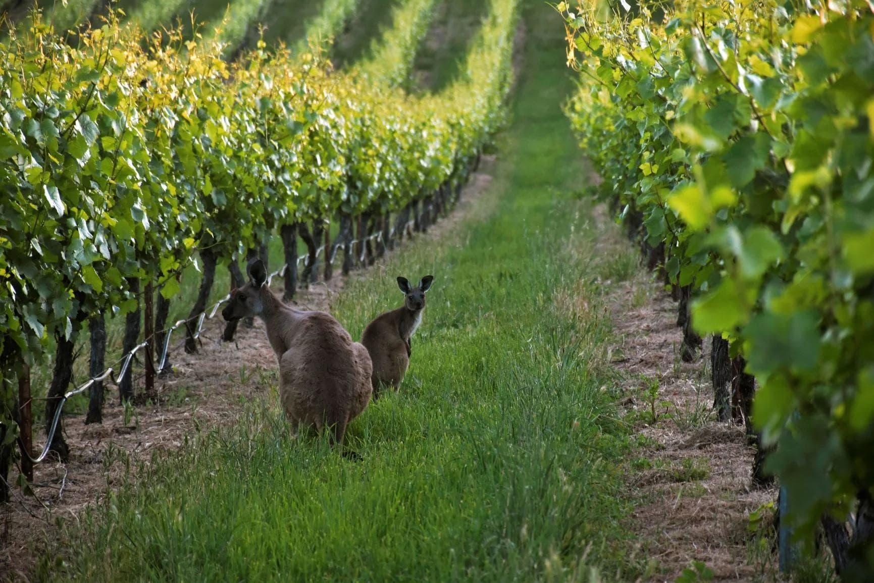 Two kangaroos between vineyard rows in Australia