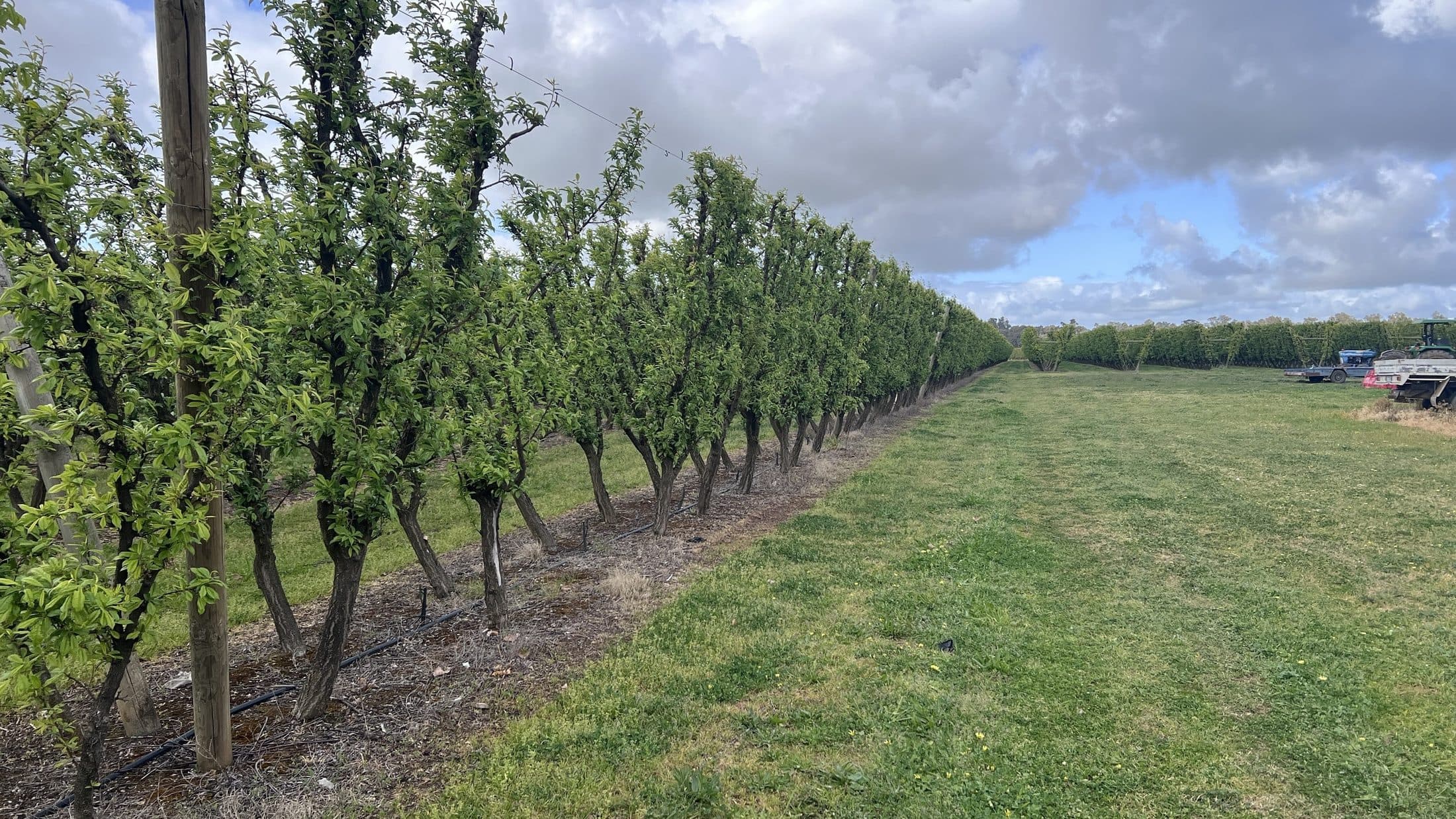 Rows of young fruit trees on trellis in an Australian orchard